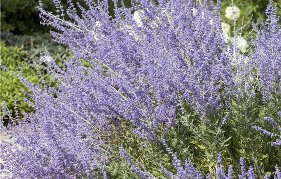 Perovskia atriplicifolia 'Little Spire' 