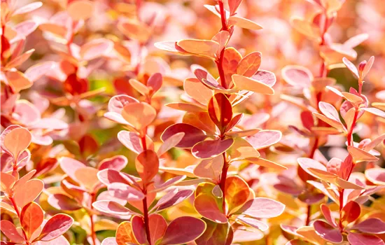Berberis thunbergii 'Orange Sunrise' Berberis thunbergii 'Orange Sunrise'