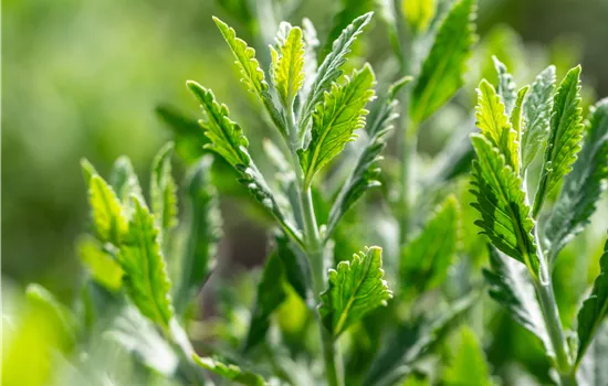 Perovskia atriplicifolia 'Prime Time' Perovskia atriplicifolia 'Prime Time'