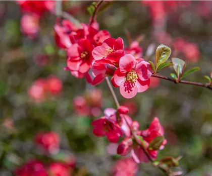 Chaenomeles japonica 'Pink Storm'  Chaenomeles japonica 'Pink Storm'