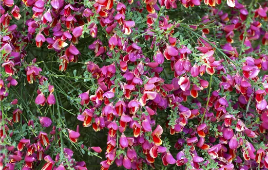 Cytisus scoparius 'Red Favorit'