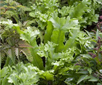 Phyllitis scolopendrium 