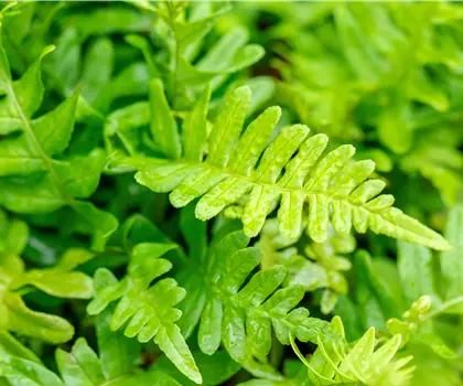 Polypodium vulgare 