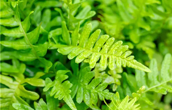 Polypodium vulgare 