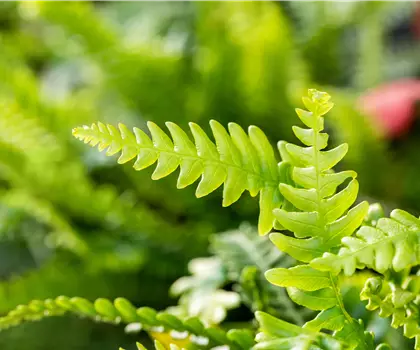 Blechnum spicant 