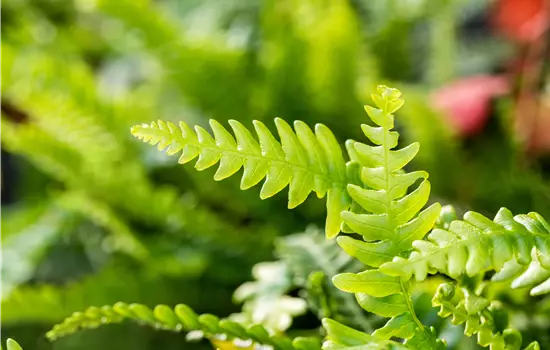 Blechnum spicant 