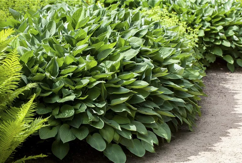 Hosta Hosta