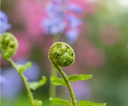 Dryopteris filix-mas 