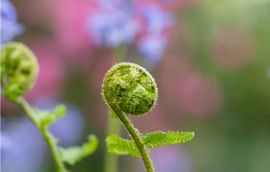Dryopteris filix-mas 