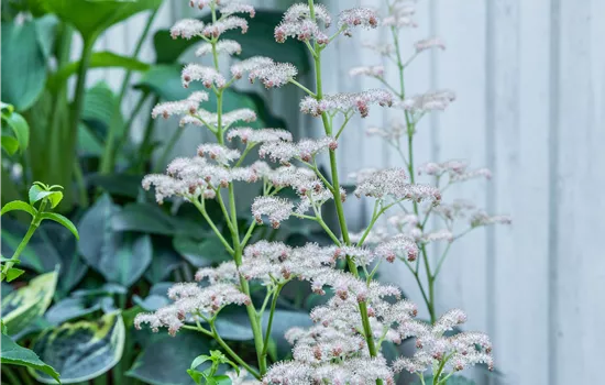 Rodgersia aesculifolia  Rodgersia aesculifolia