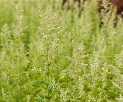 Artemisia lactiflora 'Elfenbein' 