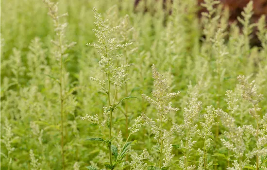 Artemisia lactiflora 'Elfenbein' 
