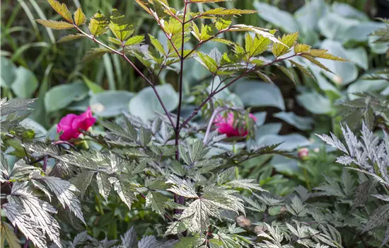 Cimicifuga ramosa 'Pink Spike' 