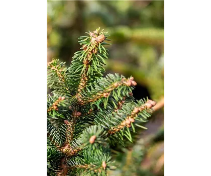 Abies homolepsis 'Nana'  Abies homolepsis 'Nana'
