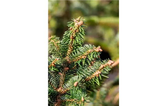 Abies homolepsis 'Nana'  Abies homolepsis 'Nana'