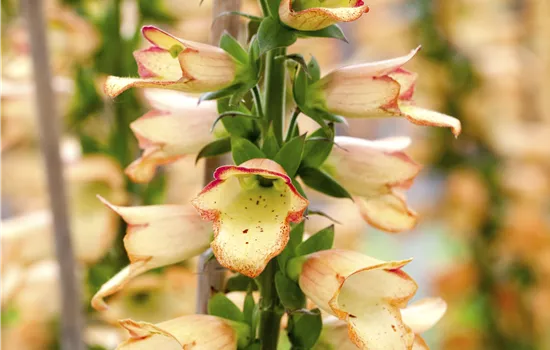 Digitalis ferruginea 'Gelber Herold' 