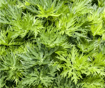 Aconitum napellus 