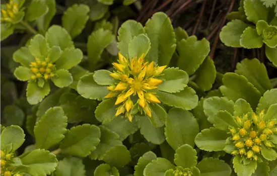 Sedum floriferum 'Weihenstephaner Gold' 