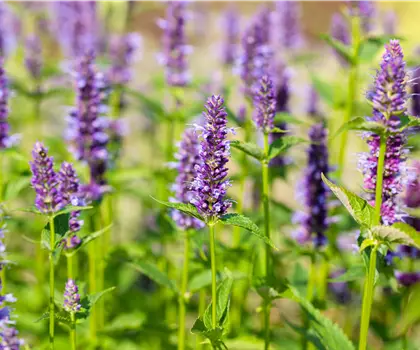 Agastache rugosa 'Black Adder' 