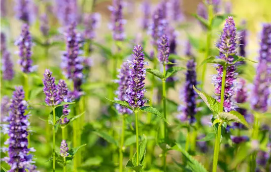 Agastache rugosa 'Black Adder' 