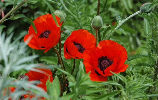 Papaver orientale 'Beauty of Livermere' 