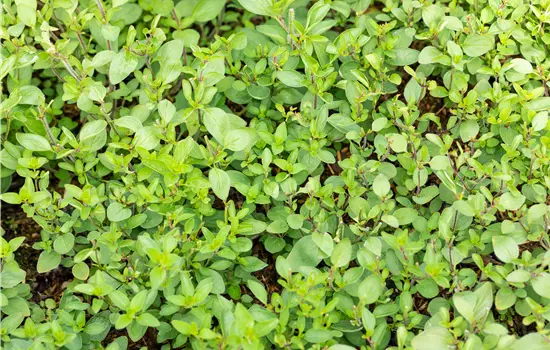 Origanum laevigatum 'Herrenhausen' 