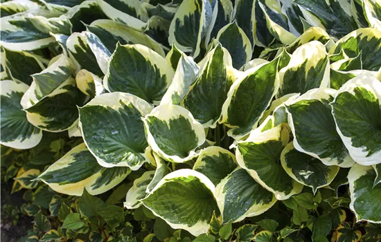 Hosta x fortunei 'Aureomarginata'  Hosta x fortunei 'Aureomarginata'