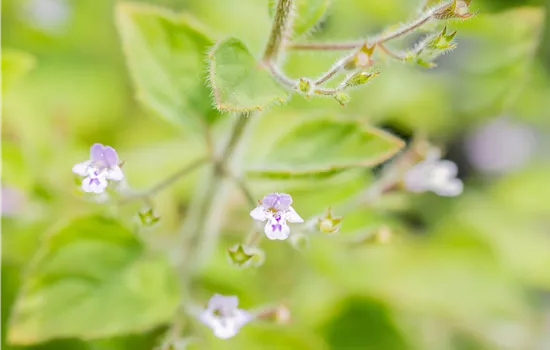 Calamintha nepeta 'Blue Cloud' 