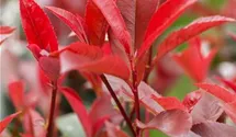 Rote Glanzmispel 'Red Robin'