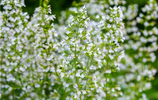 Calamintha nepeta 'Triumphator' 