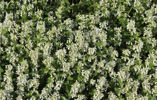 Nepeta x faassenii 'Alba'  Nepeta x faassenii 'Alba'