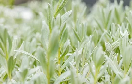 Cerastium tomentosum 