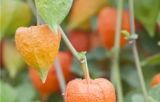 Physalis alkekengi var. franchetii 