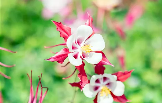 Aquilegia caerulea 'Crimson Star' 