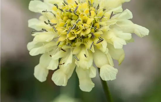 Scabiosa ochroleuca 