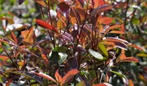 Rote Glanzmispel 'Red Robin'