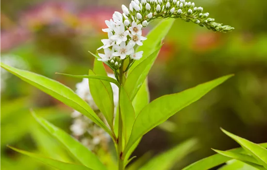Lysimachia clethroides 