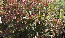 Rote Glanzmispel 'Red Robin'