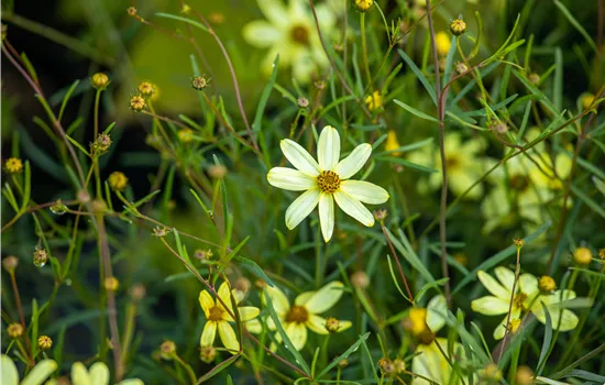 Coreopsis verticillata 'Moonbeam' 