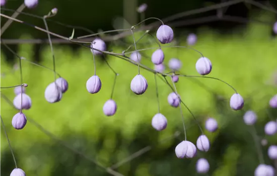 Thalictrum delavayi 