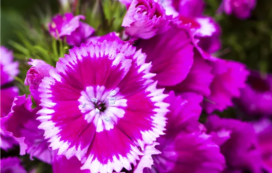 Dianthus barbatus 