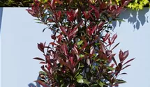 Rote Glanzmispel 'Red Robin'