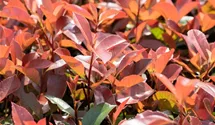 Rote Glanzmispel 'Red Robin'