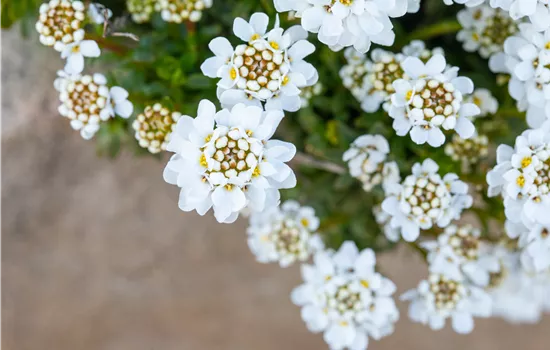 Iberis sempervirens 'Zwergschneeflocke' 