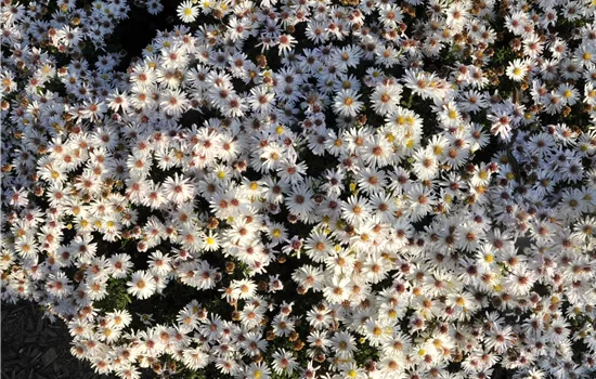 Aster dumosus 'Apollo' 