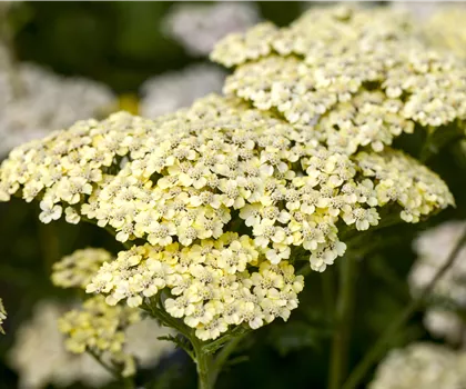 Achillea filipendulina 'Credo'  Achillea filipendulina 'Credo'