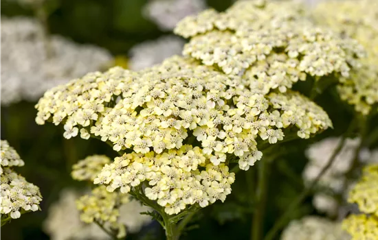 Achillea filipendulina 'Credo'  Achillea filipendulina 'Credo'