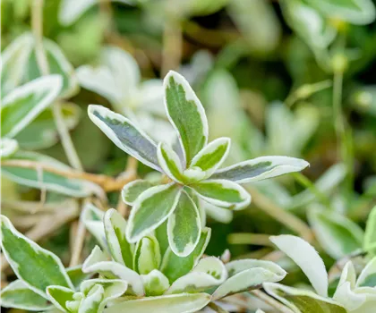 Arabis ferdinandi-coburgii 'Variegata' 