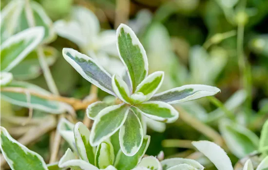 Arabis ferdinandi-coburgii 'Variegata' 