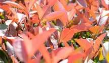 Rote Glanzmispel 'Red Robin'